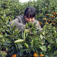 Ballistic Designer: HyeRan Yun